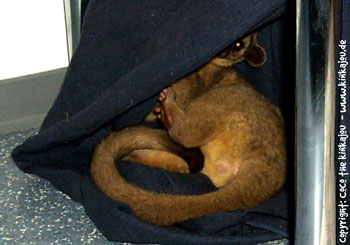 Kinkajou, Wickelbr