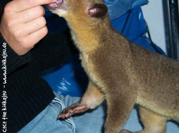 Kinkajou, Wickelbr