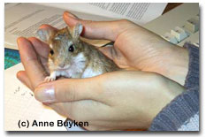 Persische Rennmaus