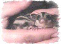 Sugar Glider: Babyglider mit bereits offenen Augen - Bild von Diana