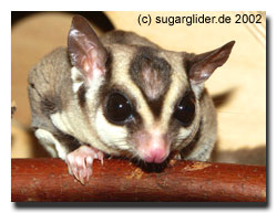 Sugar Glider Impuls