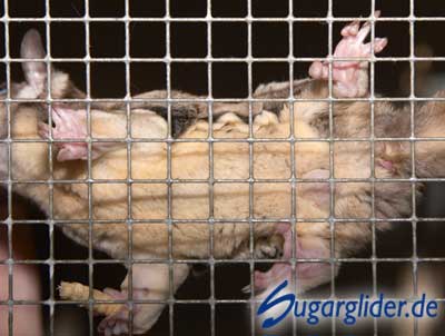 Sugar Glider: Bauchansicht mit Hoden