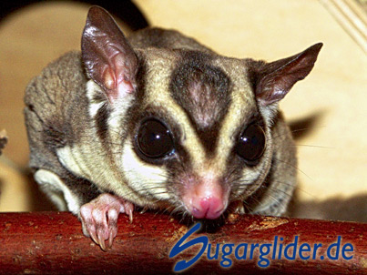 Sugar Glider: Stirnglatze eines dominanten Mnnchens