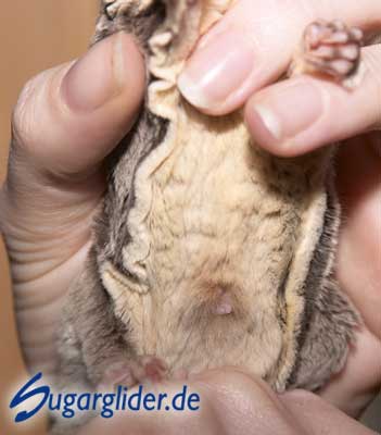 Sugar Glider: Bauchansicht eines Weibchens mit geschwollenen Zitzen