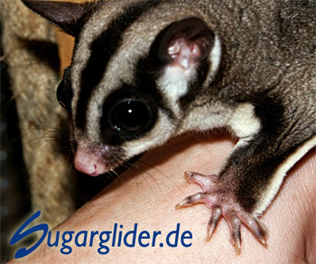 Sugar Glider: Durchgehender Kopfstreifen beim Weibchen