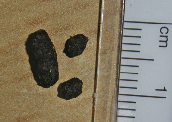 http://www.sugarglider.de/forumbilder/koettel.jpg